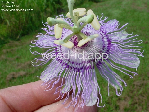 passionflower, maypop